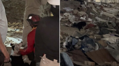 El perro Tsunami salvó decenas de vidas tras los sismos en Venezuela
