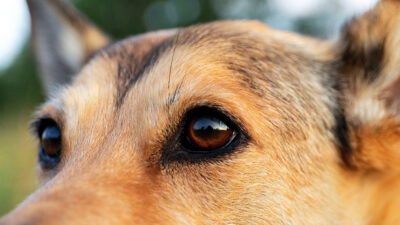 La curiosa forma en que los perros se comunican con las personas