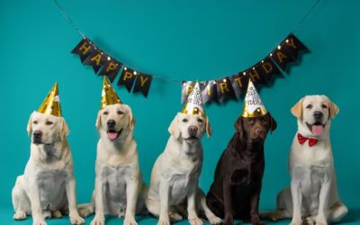 ¿Una vida más larga para tus perros?: innovadores fármacos podrían lograrlo muy pronto