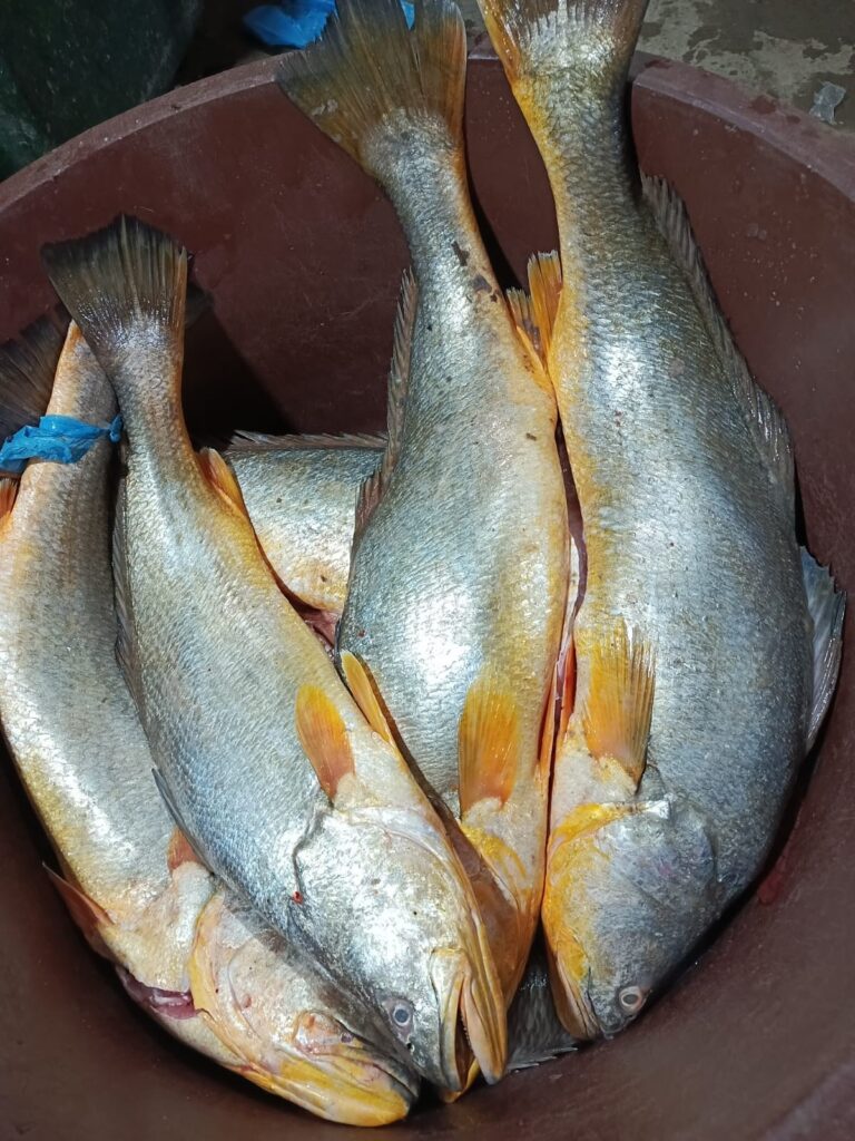 pesca
