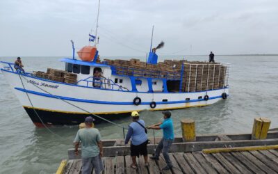 Desembarques de langostas del Caribe con buenos rendimientos