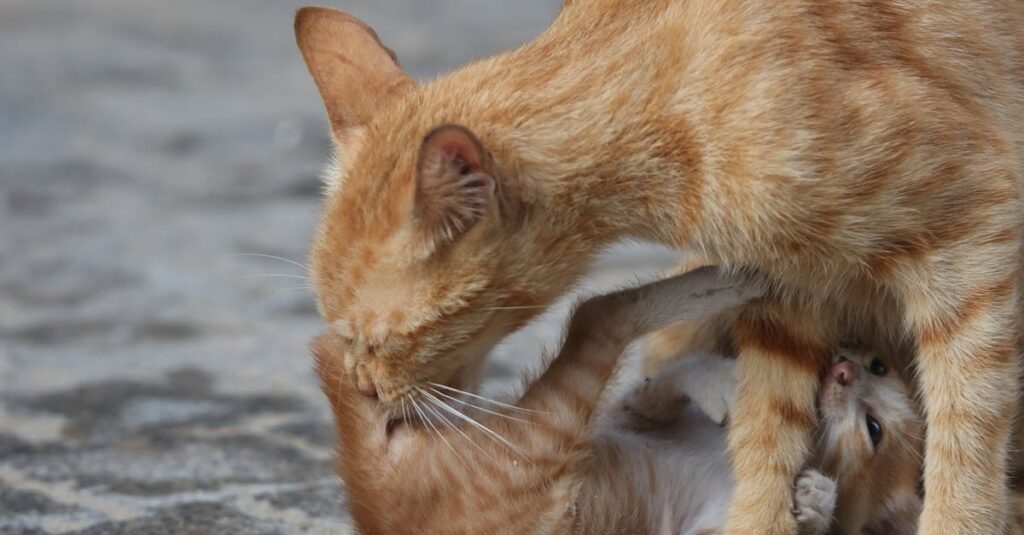 gato