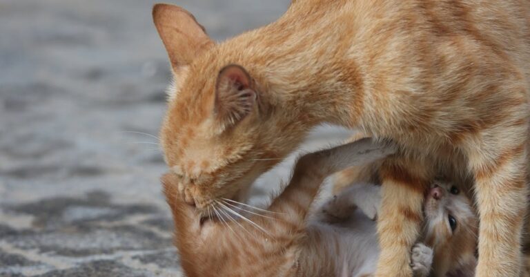 gato