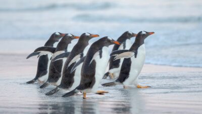 Una nueva especie de pingüino es descubierta después de un siglo