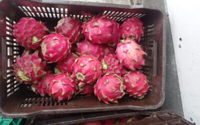 Ministerio Agropecuario informa el inicio de cosecha de pitahaya