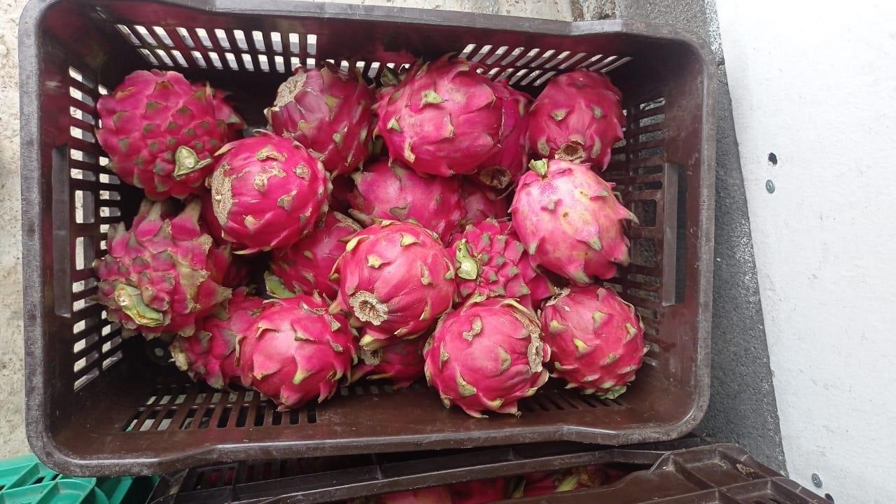 Pitahaya