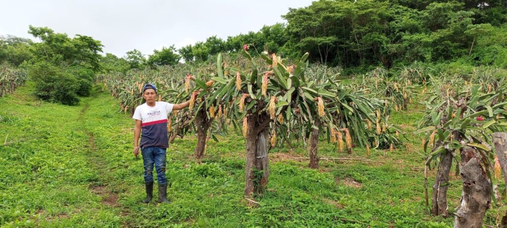 pitahaya