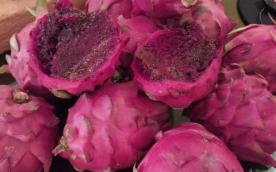 MAG reporta producción de 5.5 millones de kilogramos de Pitahaya