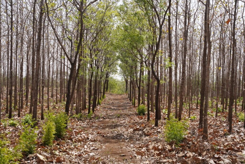ARBOLES