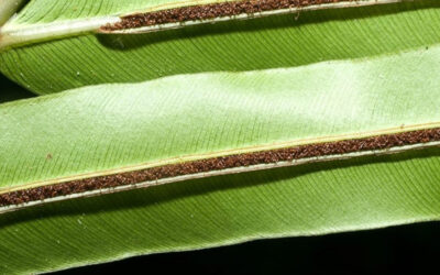 China es el primer país del mundo en extraer metales de tierras raras de una planta