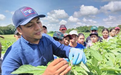 Productores de Chichigalpa y Posoltega aprenden técnica de hibridación para nuevas variedades de ajonjolí