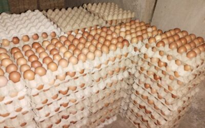 PRODUCCIÓN HUEVO GARANTIZANDO CONSUMO