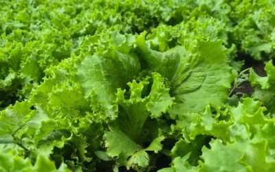 Ministerio Agropecuario proyecta cosecha de 2.1 millones de lechugas en noviembre 2025