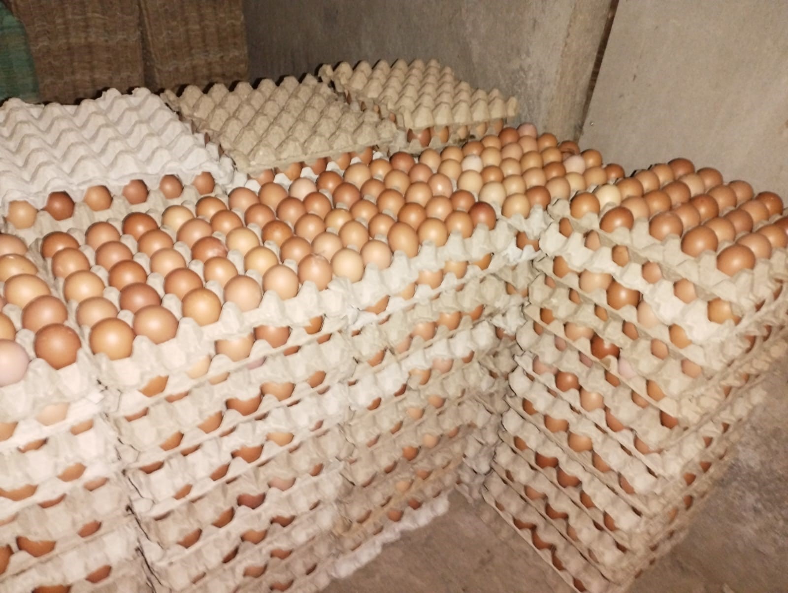 PRODUCCIÓN HUEVO GARANTIZANDO CONSUMO