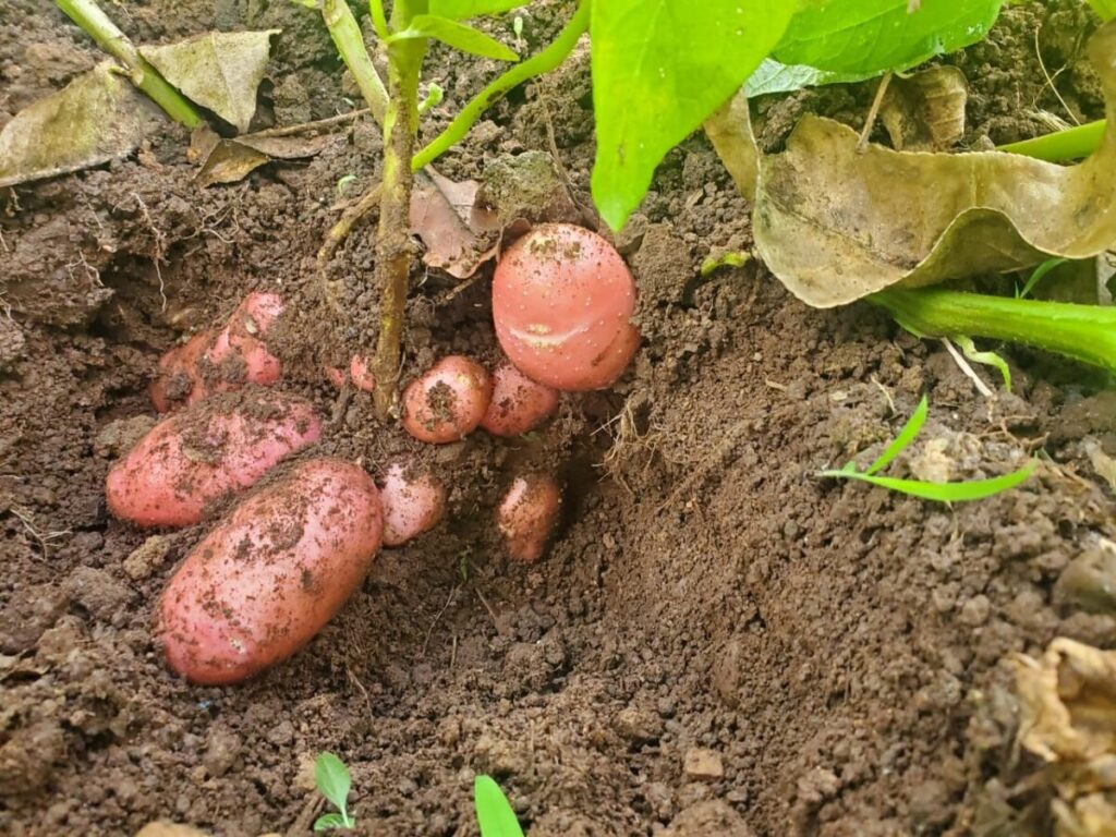 Tecnológico