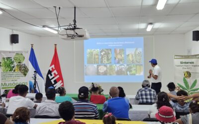 Prácticas agroecológicas para el control de enfermedades en musáceas