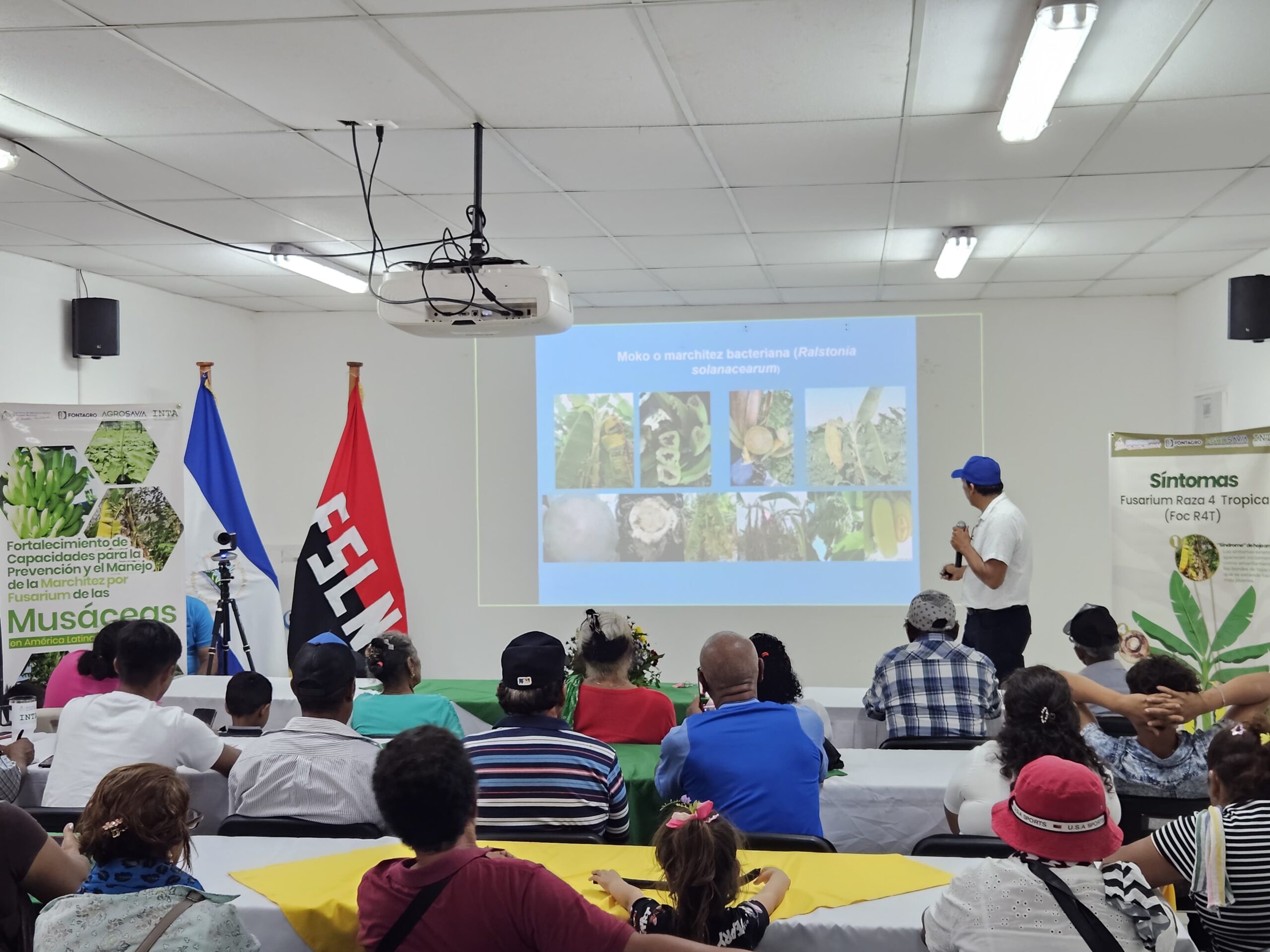 Prácticas agroecológicas para el control de enfermedades en musáceas