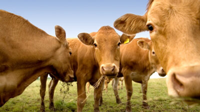 Una plaga vuelve a EE.UU. y amenaza el suministro de carne