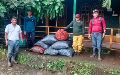 MARENA realiza recolecta de semillas de la especie de Nogal en La Dalia, Matagalpa