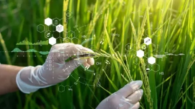 China impulsa innovación agrícola con nuevo arroz híbrido clonal de alto potencial