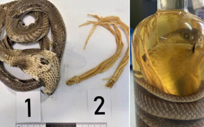 Una turista es detenida en un aeropuerto cuando regresaba de Asia con vino de serpiente