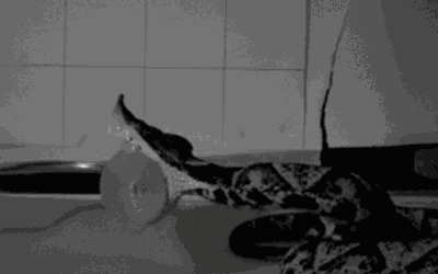 Científicos Australianos captan ataque de las serpientes venenosas