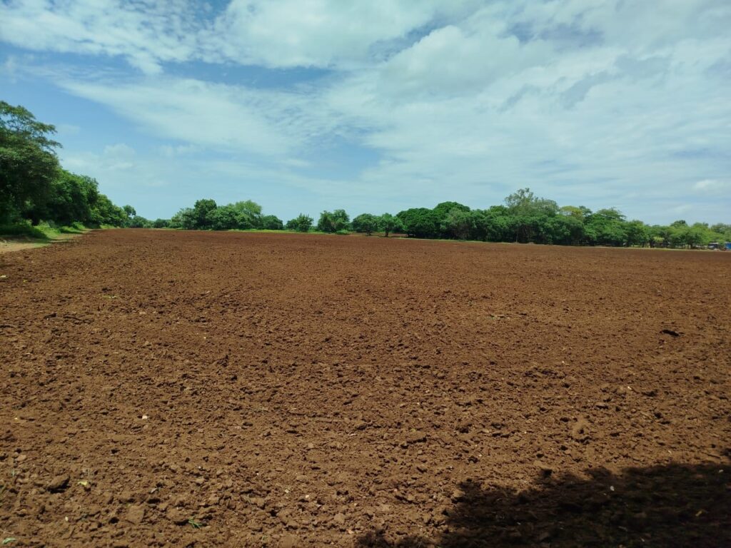 maní