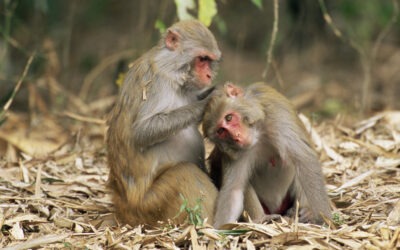 La ciencia encuentra una explicación evolutiva a las relaciones homosexuales en simios