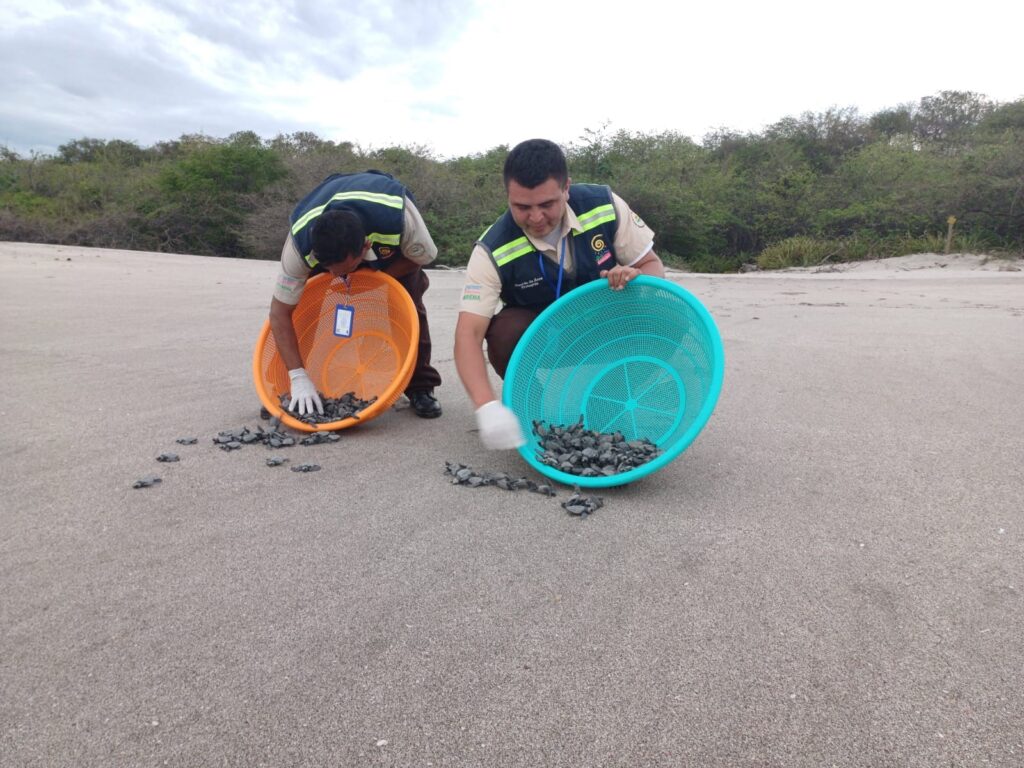 tortugas marinas 