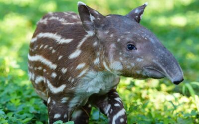 Nace un nuevo tapir en el Parque zoológico Nacional