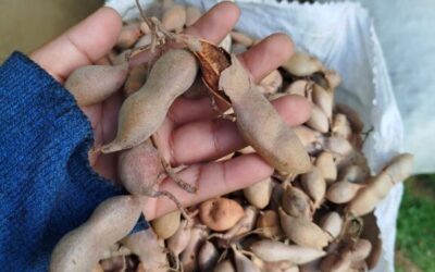 Ministerio Agropecuario presenta producción de tamarindo Abril 2025