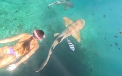 Momento aterrador: tiburón ataca a una mujer en aguas de Brasil