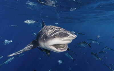 Turista muere tras ser atacada por un enorme tiburón en Australia