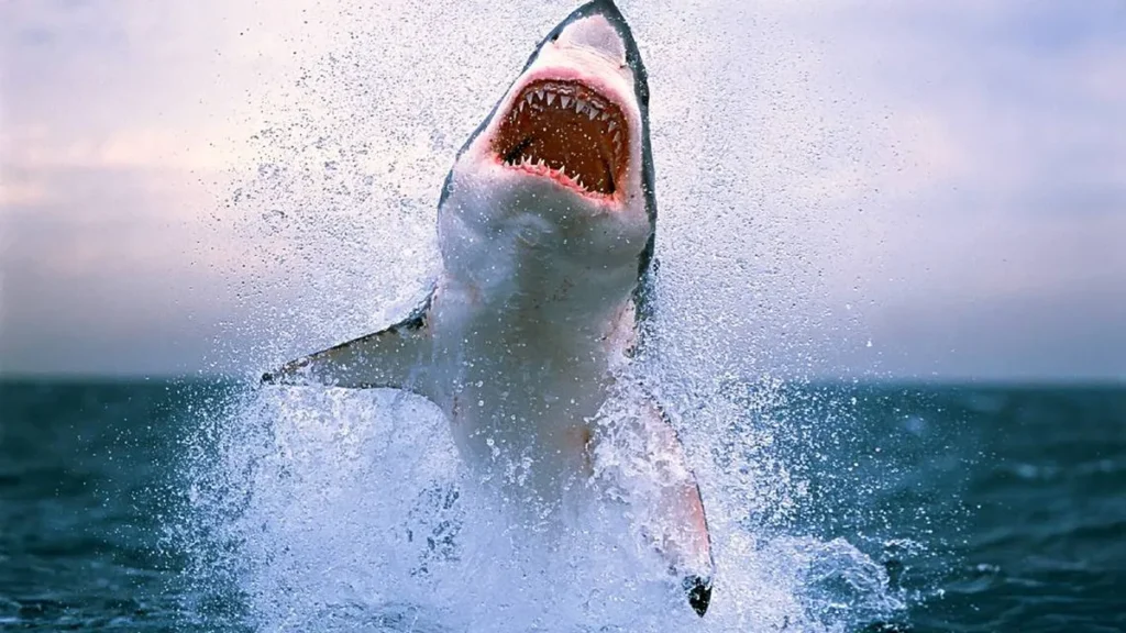 tiburón