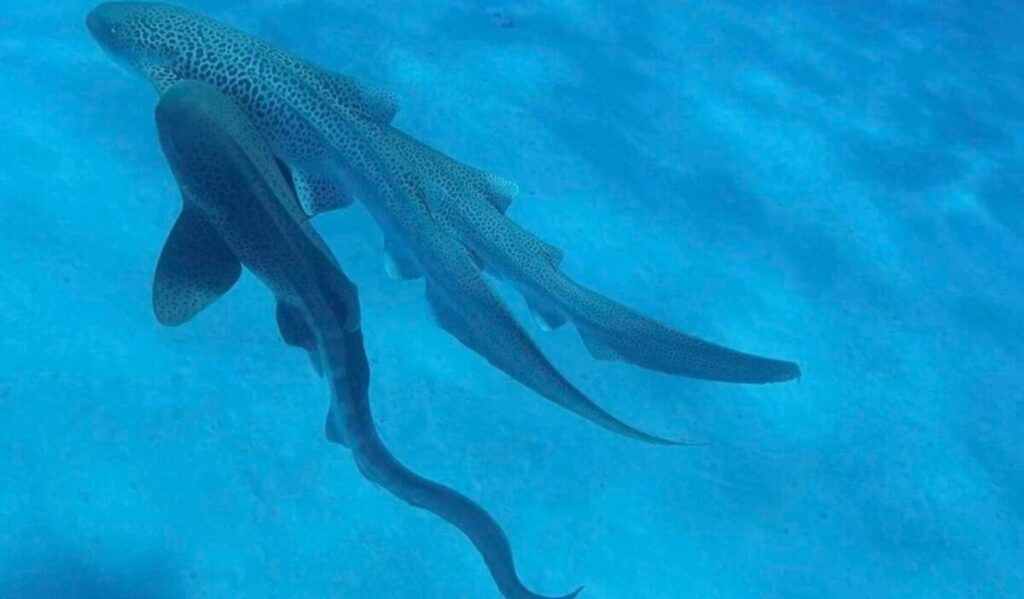 tiburones