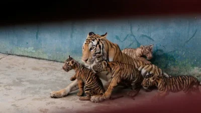 Zoológico de Cuba celebra nacimiento de cuatro tigres de vengala