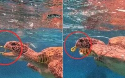 Turista alimenta con una liga de plástico a una tortuga y ahora podría ir a la cárcel