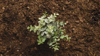 ¿Cuántos años le quedan a la vida vegetal?