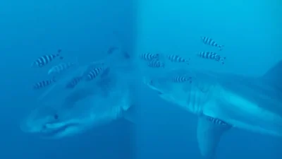 Tiburón blanco aparece en un lugar donde nunca antes había sido visto