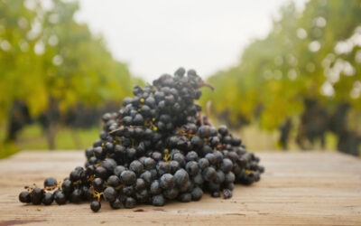 País latinoamericano lidera las exportaciones de uvas de mesa