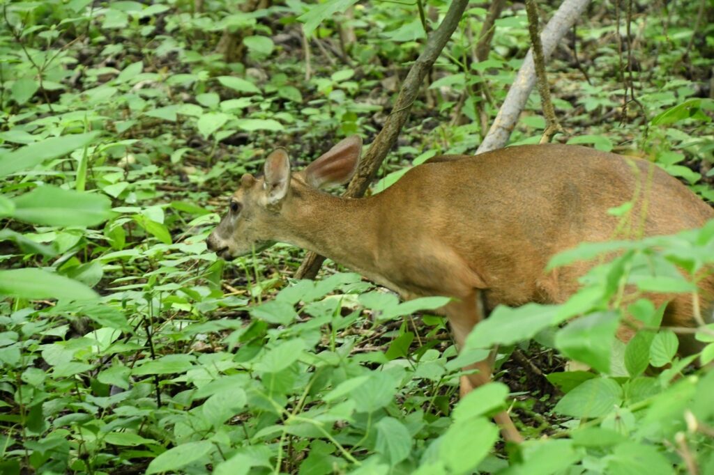 fauna