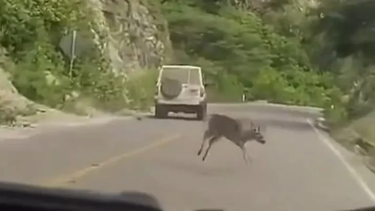 Conductor