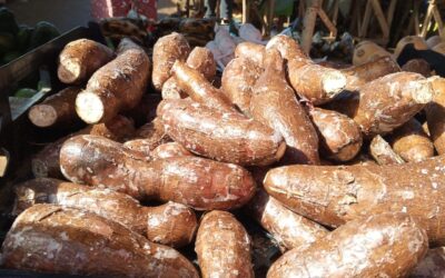 Más de 360 mil quintales de yuca son acopiados en Nicaragua